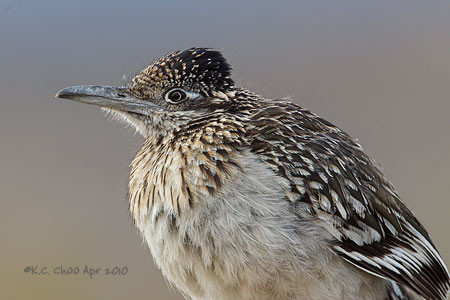 Greater Roadrunner