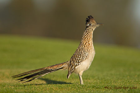 Greater Roadrunner