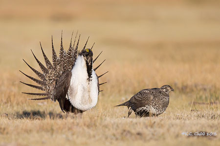 Greater Sage-Grouse