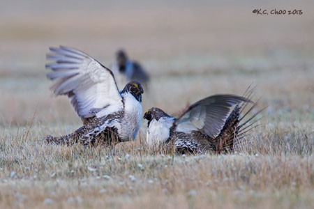 Greater Sage-Grouse