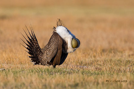 Greater Sage-Grouse