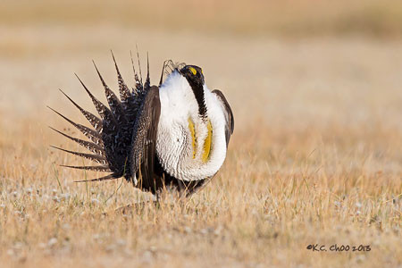 Greater Sage-Grouse