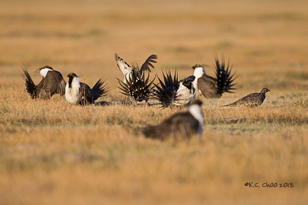Greater Sage-Grouse