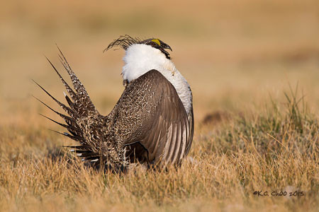 Greater Sage-Grouse