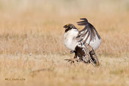 Greater Sage-Grouse