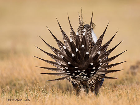Greater Sage-Grouse