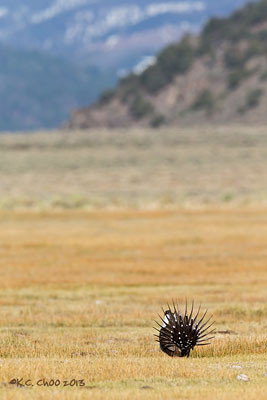 Greater Sage-Grouse