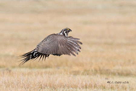 Greater Sage-Grouse