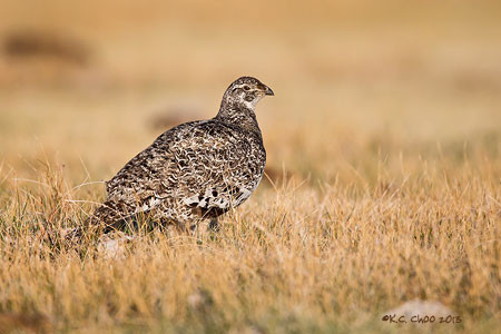 Greater Sage-Grouse