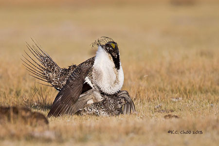 Greater Sage-Grouse