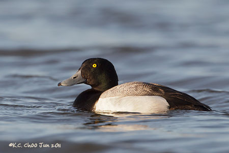 Greater Scaup