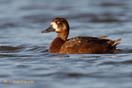 Greater Scaup