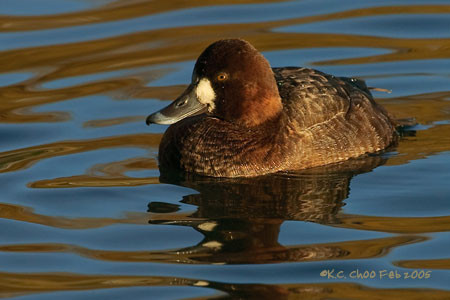 Greater Scaup