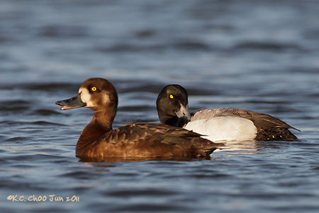 Greater Scaup
