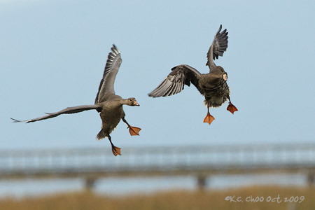 Greater White-fronted Goose