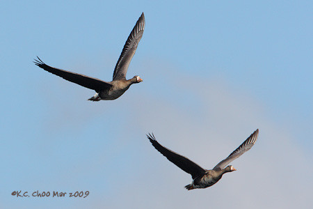 Greater White-fronted Goose