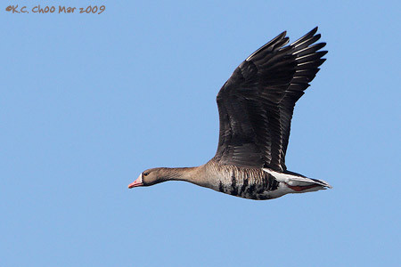 Greater White-fronted Goose