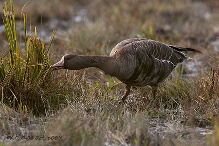 Greater White-fronted Goose