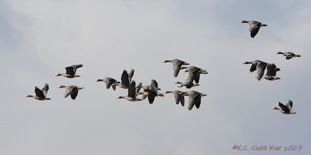 Greater White-fronted Goose