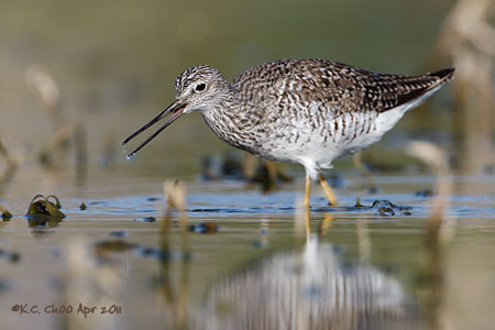 Greater Yellowlegs