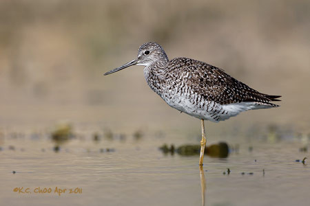 Greater Yellowlegs