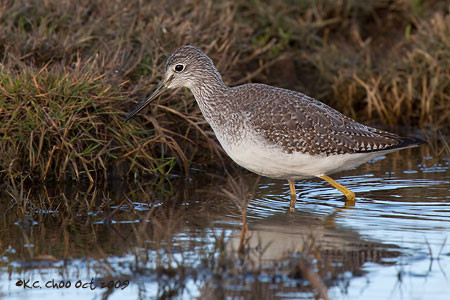 Greater Yellowlegs