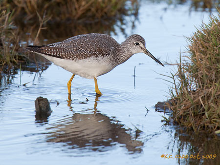 Greater Yellowlegs