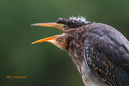 Green Heron