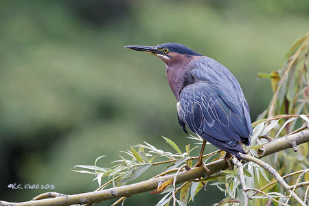 Green Heron