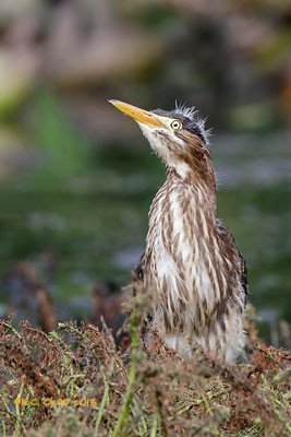 Green Heron