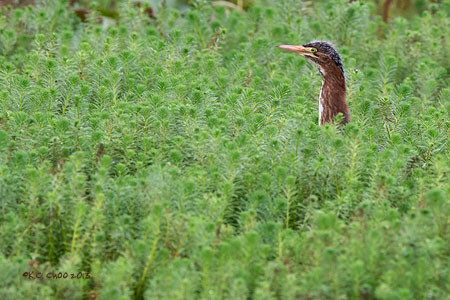 Green Heron