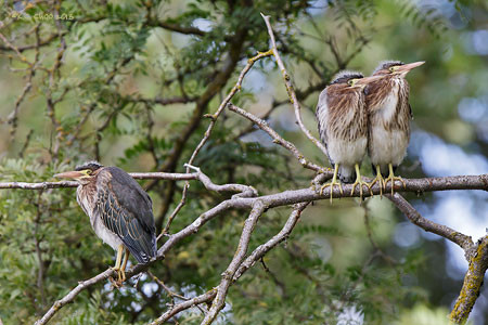 Green Heron