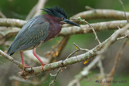 Green Heron