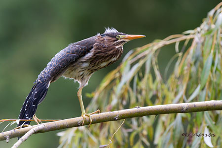 Green Heron