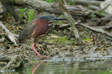 Green Heron