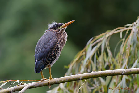 Green Heron