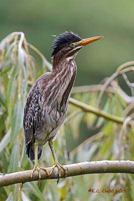 Green Heron