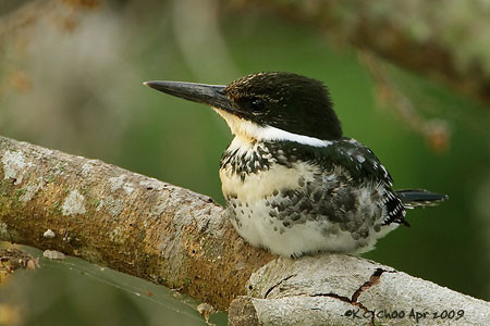 Green Kingfisher