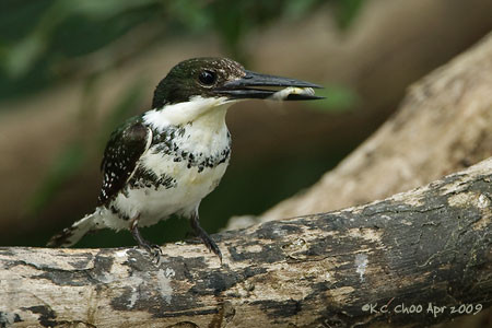 Green Kingfisher