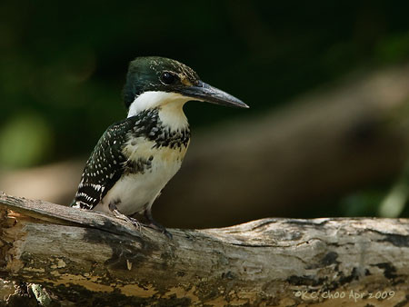 Green Kingfisher
