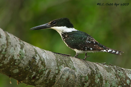 Green Kingfisher