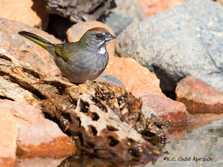 Green-tailed Towhee