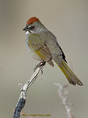 Green-tailed Towhee