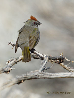 Green-tailed Towhee