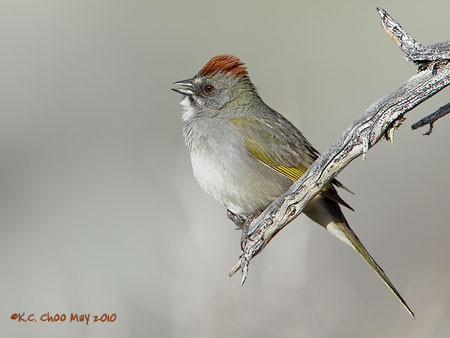 Green-tailed Towhee