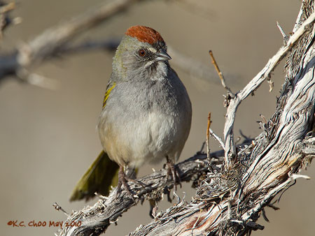 Green-tailed Towhee