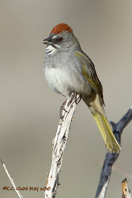 Green-tailed Towhee