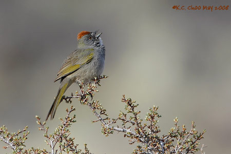 Green-tailed Towhee