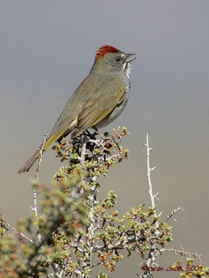 Green-tailed Towhee