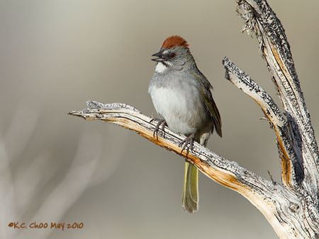 Green-tailed Towhee